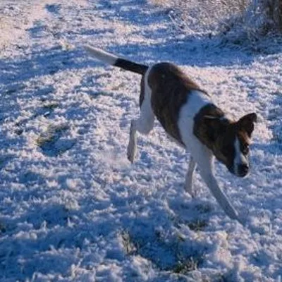 Laika ja reeglid