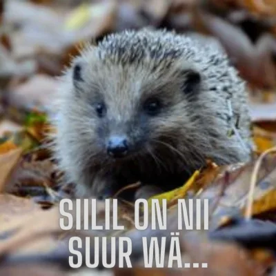 Siilil on nii suur wä...